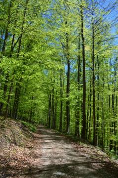 Gozdovi na kamniškem v tednu gozdov 2023 - Gozd prihodnosti (1)